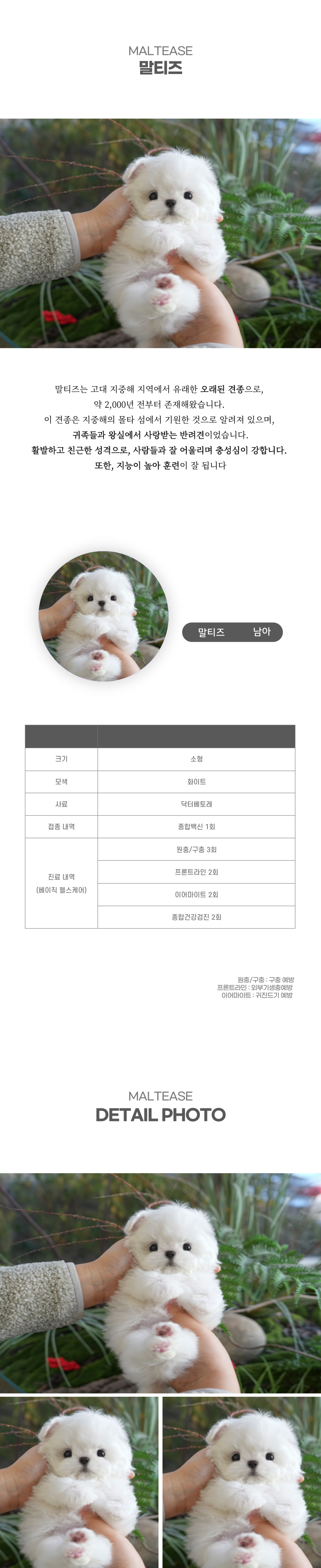 말티즈_상세이미지_2